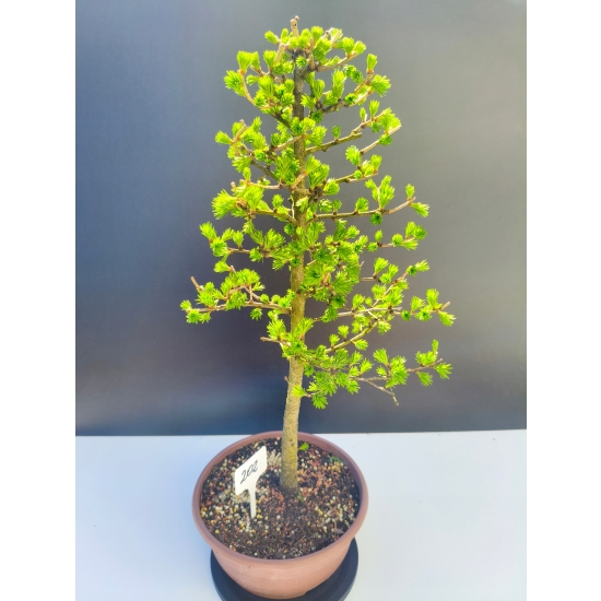 Żywe Drzewko Bonsai Modrzew Europejski Larix Decidua Prezent 11-letni 202