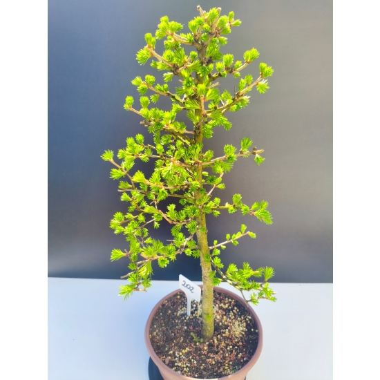 Żywe Drzewko Bonsai Modrzew Europejski Larix Decidua Prezent 11-letni 202