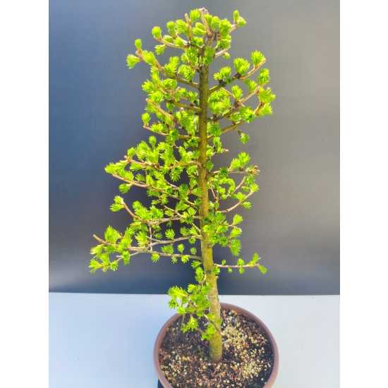 Żywe Drzewko Bonsai Modrzew Europejski Larix Decidua Prezent 11-letni 202