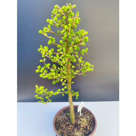 Żywe Drzewko Bonsai Modrzew Europejski Larix Decidua Prezent 11-letni 202