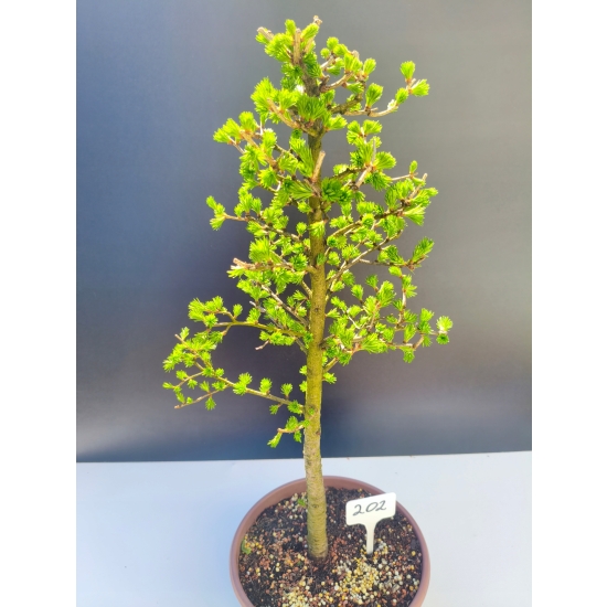 Żywe Drzewko Bonsai Modrzew Europejski Larix Decidua Prezent 11-letni 202