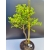Żywe Drzewko Bonsai Modrzew Europejski Larix Decidua Prezent 11-letni 205