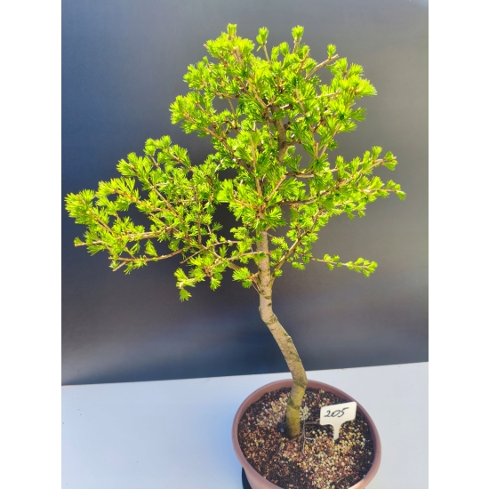 Żywe Drzewko Bonsai Modrzew Europejski Larix Decidua Prezent 11-letni 205