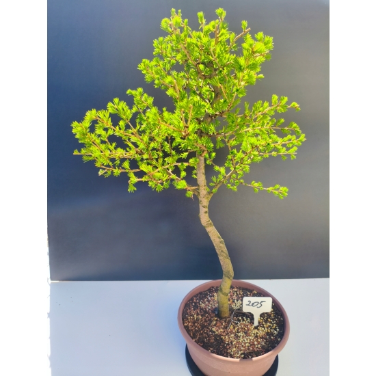 Żywe Drzewko Bonsai Modrzew Europejski Larix Decidua Prezent 11-letni 205