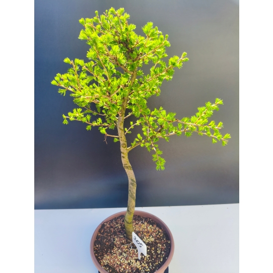 Żywe Drzewko Bonsai Modrzew Europejski Larix Decidua Prezent 11-letni 205