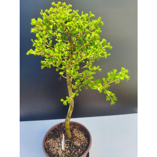 Żywe Drzewko Bonsai Modrzew Europejski Larix Decidua Prezent 11-letni 205