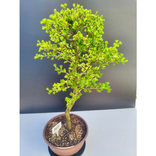 Żywe Drzewko Bonsai Modrzew Europejski Larix Decidua Prezent 11-letni 205