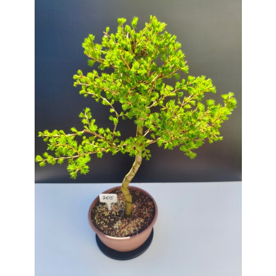 Żywe Drzewko Bonsai Modrzew Europejski Larix Decidua Prezent 11-letni 205