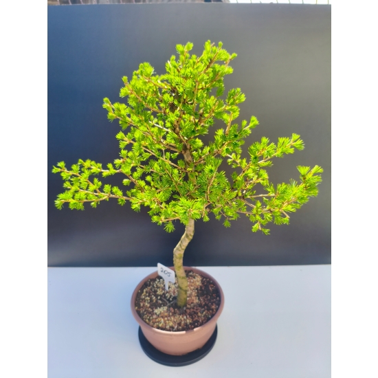 Żywe Drzewko Bonsai Modrzew Europejski Larix Decidua Prezent 11-letni 205