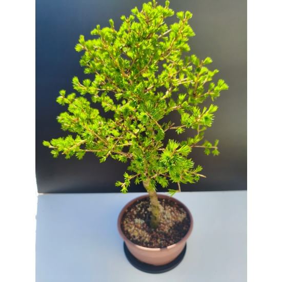 Żywe Drzewko Bonsai Modrzew Europejski Larix Decidua Prezent 11-letni 205