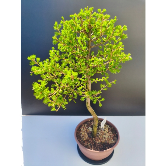 Żywe Drzewko Bonsai Modrzew Europejski Larix Decidua Prezent 11-letni 205