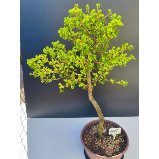 Żywe Drzewko Bonsai Modrzew Europejski Larix Decidua Prezent 11-letni 205