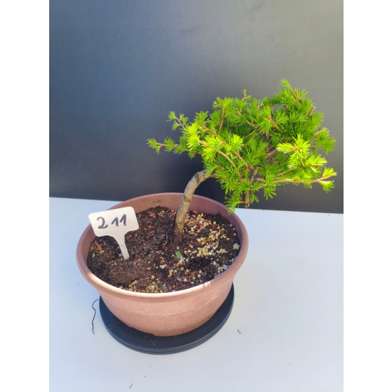 Żywe Drzewko Bonsai Modrzew Europejski Larix Decidua Prezent 11-letni 211