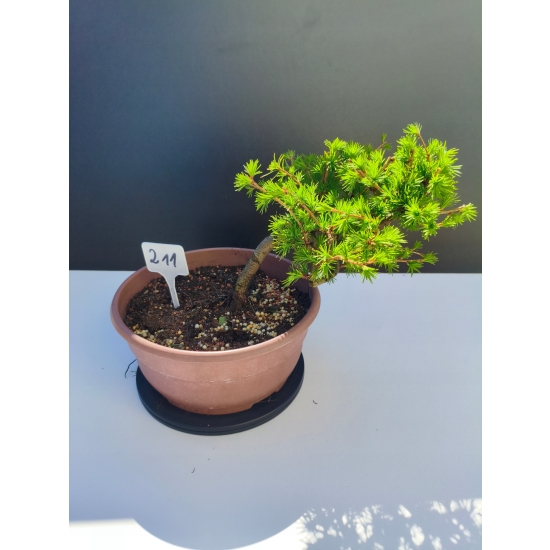 Żywe Drzewko Bonsai Modrzew Europejski Larix Decidua Prezent 11-letni 211