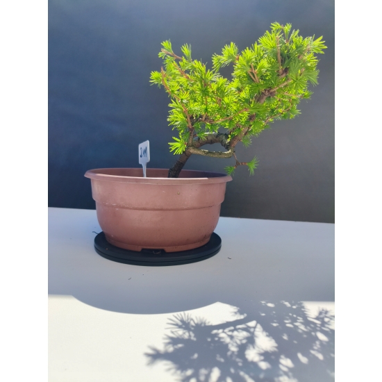 Żywe Drzewko Bonsai Modrzew Europejski Larix Decidua Prezent 11-letni 211