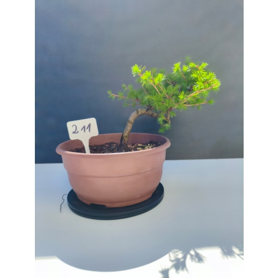 Żywe Drzewko Bonsai Modrzew Europejski Larix Decidua Prezent 11-letni 211