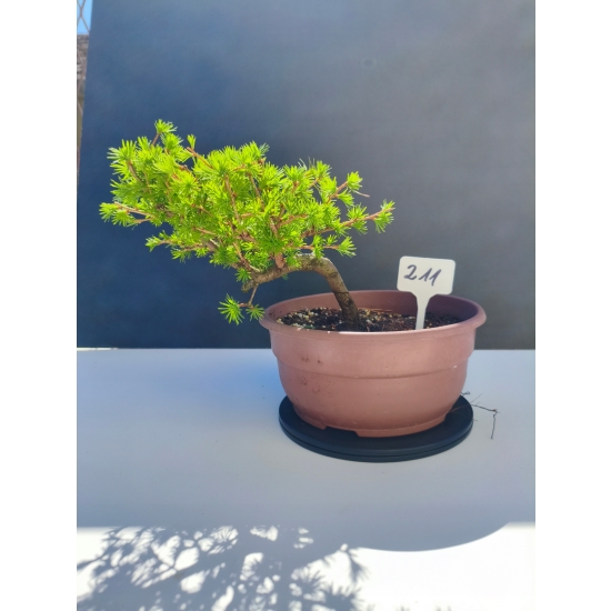 Żywe Drzewko Bonsai Modrzew Europejski Larix Decidua Prezent 11-letni 211