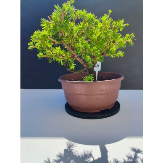 Żywe Drzewko Bonsai Modrzew Europejski Larix Decidua Prezent 11-letni 211
