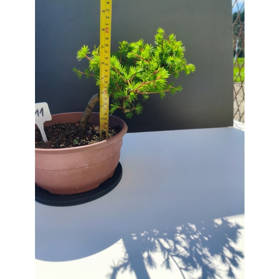 Żywe Drzewko Bonsai Modrzew Europejski Larix Decidua Prezent 11-letni 211