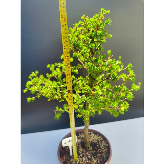 Żywe Drzewko Bonsai Modrzew Europejski Larix Decidua Prezent 11-letni 212