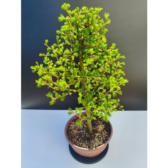 Żywe Drzewko Bonsai Modrzew Europejski Larix Decidua Prezent 11-letni 212