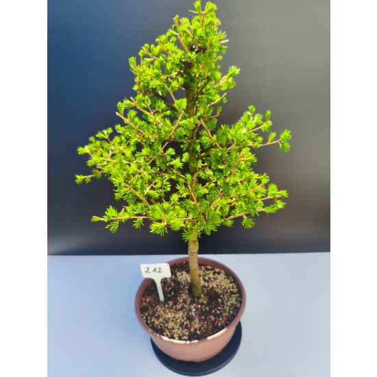 Żywe Drzewko Bonsai Modrzew Europejski Larix Decidua Prezent 11-letni 212