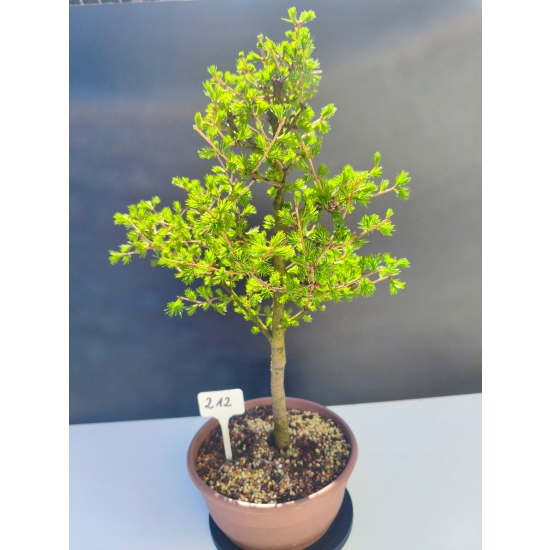 Żywe Drzewko Bonsai Modrzew Europejski Larix Decidua Prezent 11-letni 212
