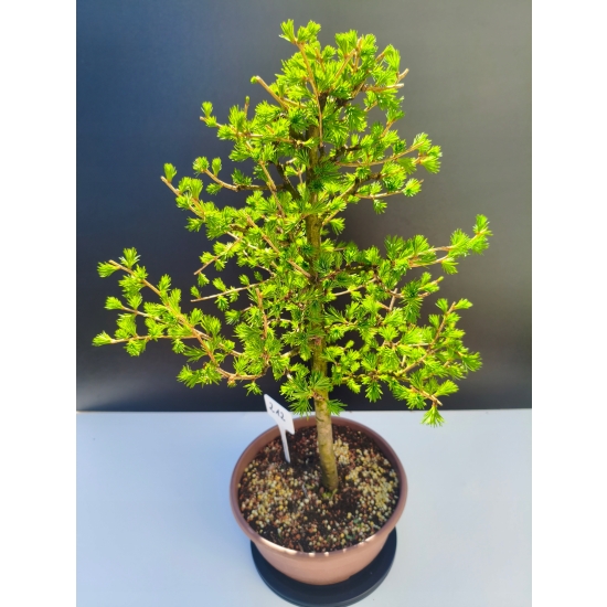 Żywe Drzewko Bonsai Modrzew Europejski Larix Decidua Prezent 11-letni 212