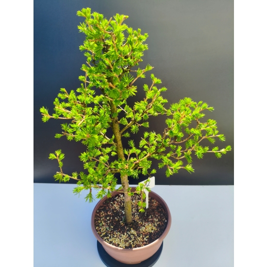 Żywe Drzewko Bonsai Modrzew Europejski Larix Decidua Prezent 11-letni 212