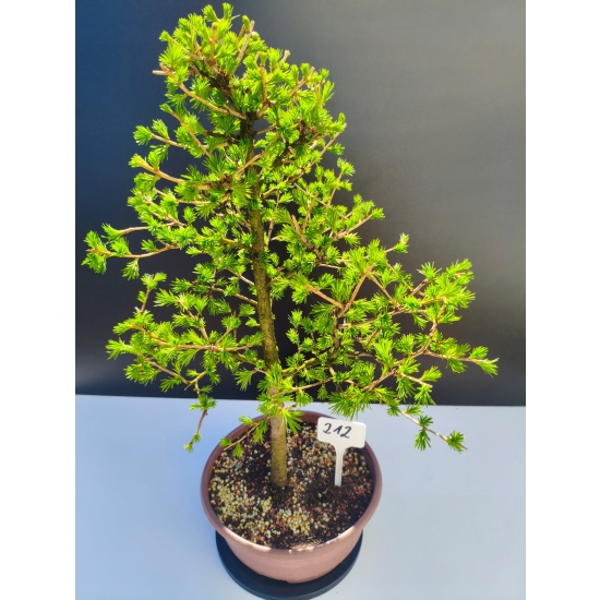 Żywe Drzewko Bonsai Modrzew Europejski Larix Decidua Prezent 11-letni 212