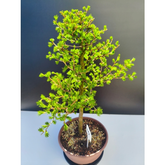 Żywe Drzewko Bonsai Modrzew Europejski Larix Decidua Prezent 11-letni 212