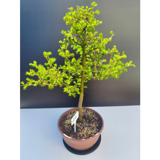 Żywe Drzewko Bonsai Modrzew Europejski Larix Decidua Prezent 11-letni 212