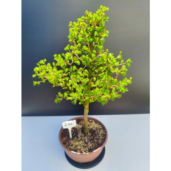 Żywe Drzewko Bonsai Modrzew Europejski Larix Decidua Prezent 11-letni 212