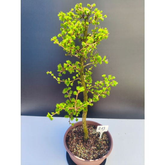 Żywe Drzewko Bonsai Modrzew Europejski Larix Decidua Prezent 11-letni 213