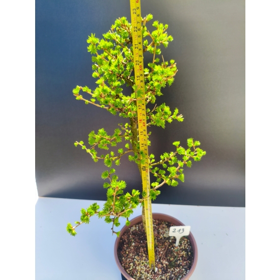 Żywe Drzewko Bonsai Modrzew Europejski Larix Decidua Prezent 11-letni 213