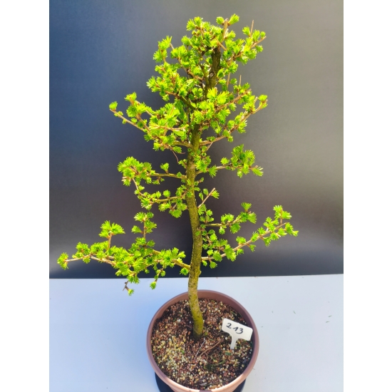Żywe Drzewko Bonsai Modrzew Europejski Larix Decidua Prezent 11-letni 213