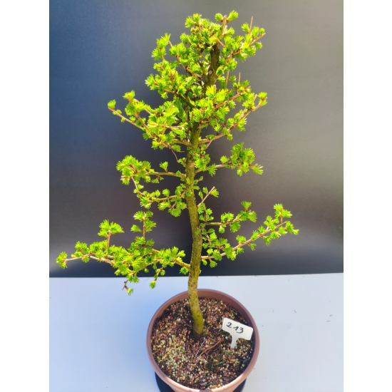 Żywe Drzewko Bonsai Modrzew Europejski Larix Decidua Prezent 11-letni 213