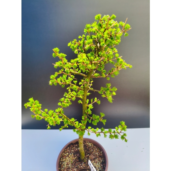 Żywe Drzewko Bonsai Modrzew Europejski Larix Decidua Prezent 11-letni 213