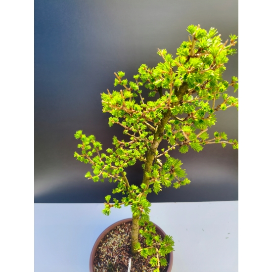 Żywe Drzewko Bonsai Modrzew Europejski Larix Decidua Prezent 11-letni 213