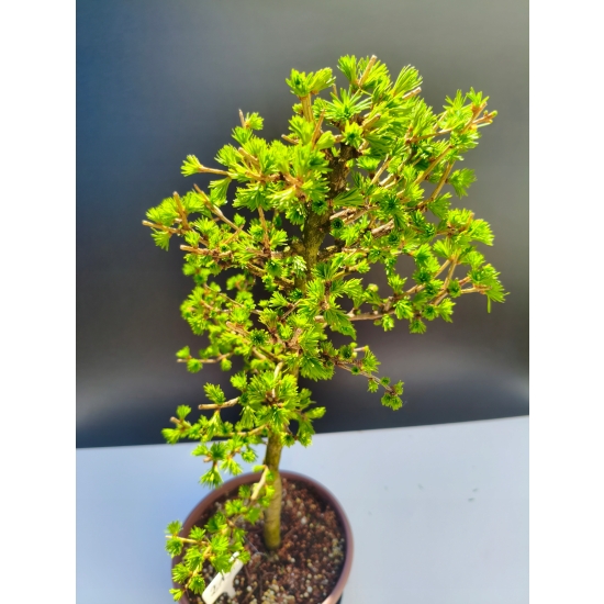 Żywe Drzewko Bonsai Modrzew Europejski Larix Decidua Prezent 11-letni 213