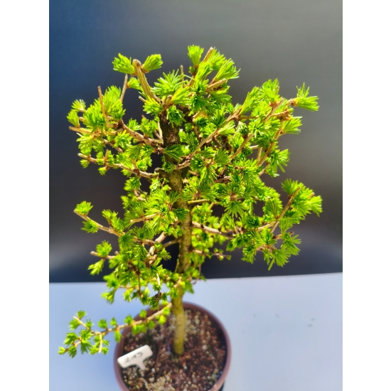 Żywe Drzewko Bonsai Modrzew Europejski Larix Decidua Prezent 11-letni 213