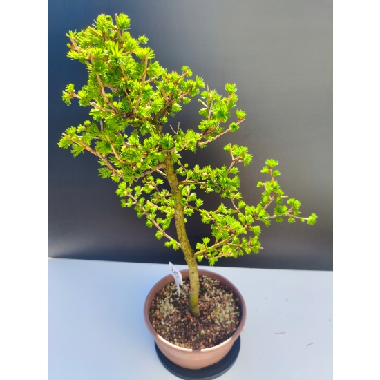 Żywe Drzewko Bonsai Modrzew Europejski Larix Decidua Prezent 11-letni 213