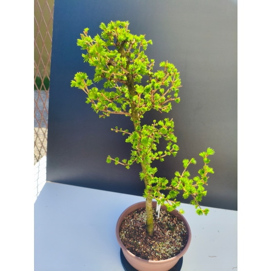 Żywe Drzewko Bonsai Modrzew Europejski Larix Decidua Prezent 11-letni 213