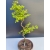Żywe Drzewko Bonsai Modrzew Europejski Larix Decidua Prezent 11-letni 214