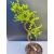 Żywe Drzewko Bonsai Modrzew Europejski Larix Decidua Prezent 11-letni 214
