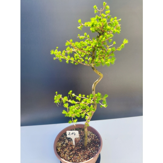Żywe Drzewko Bonsai Modrzew Europejski Larix Decidua Prezent 11-letni 214