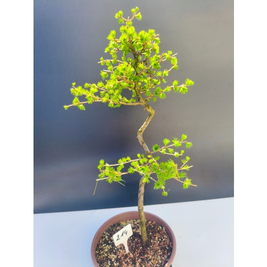 Żywe Drzewko Bonsai Modrzew Europejski Larix Decidua Prezent 11-letni 214