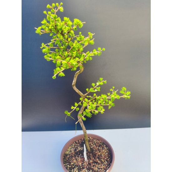 Żywe Drzewko Bonsai Modrzew Europejski Larix Decidua Prezent 11-letni 214
