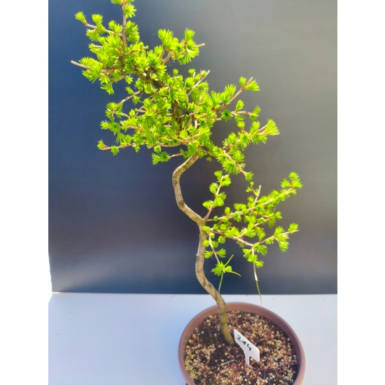 Żywe Drzewko Bonsai Modrzew Europejski Larix Decidua Prezent 11-letni 214