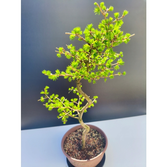 Żywe Drzewko Bonsai Modrzew Europejski Larix Decidua Prezent 11-letni 214